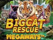 Der Slot BigCat Rescue Megaways.
