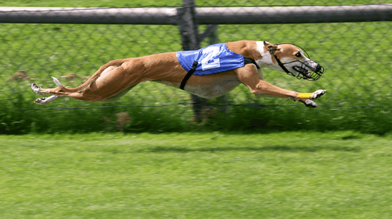 Ein Greyhound während eines Rennens.
