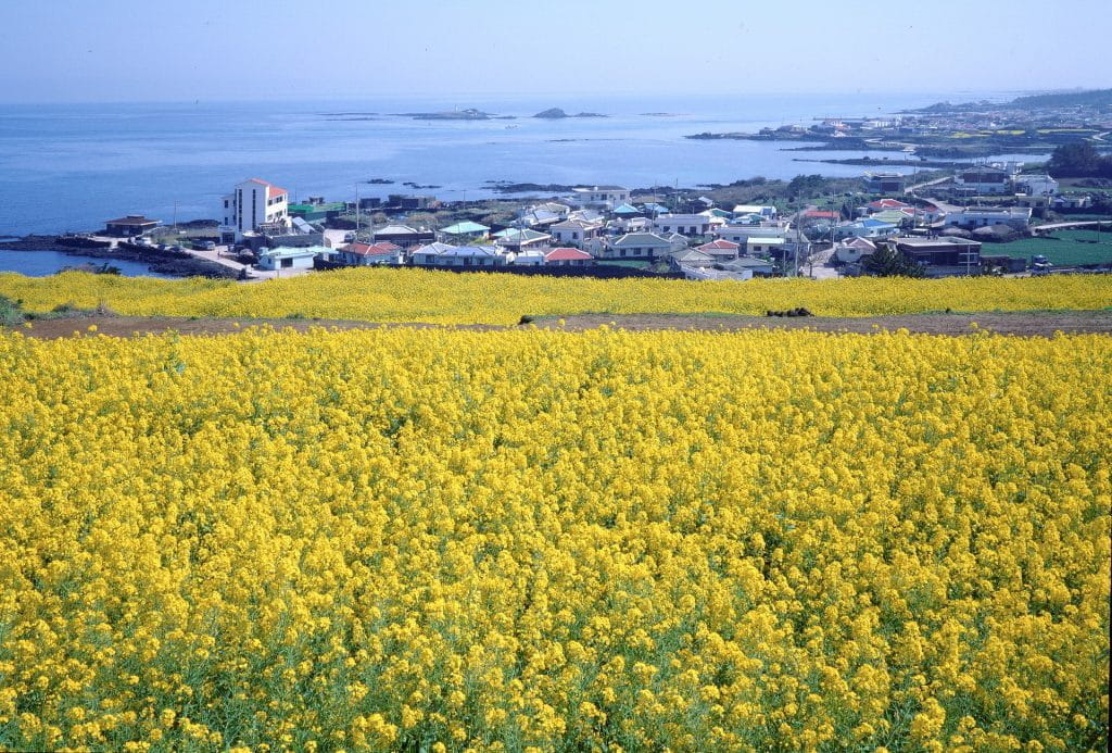 Kleinstadt an der Küste der südkoreanischen Insel Jeju.