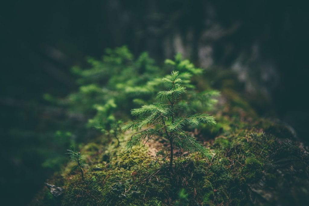 Flora in einem Waldgebiet.